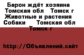 Барон ждёт хозяина - Томская обл., Томск г. Животные и растения » Собаки   . Томская обл.,Томск г.